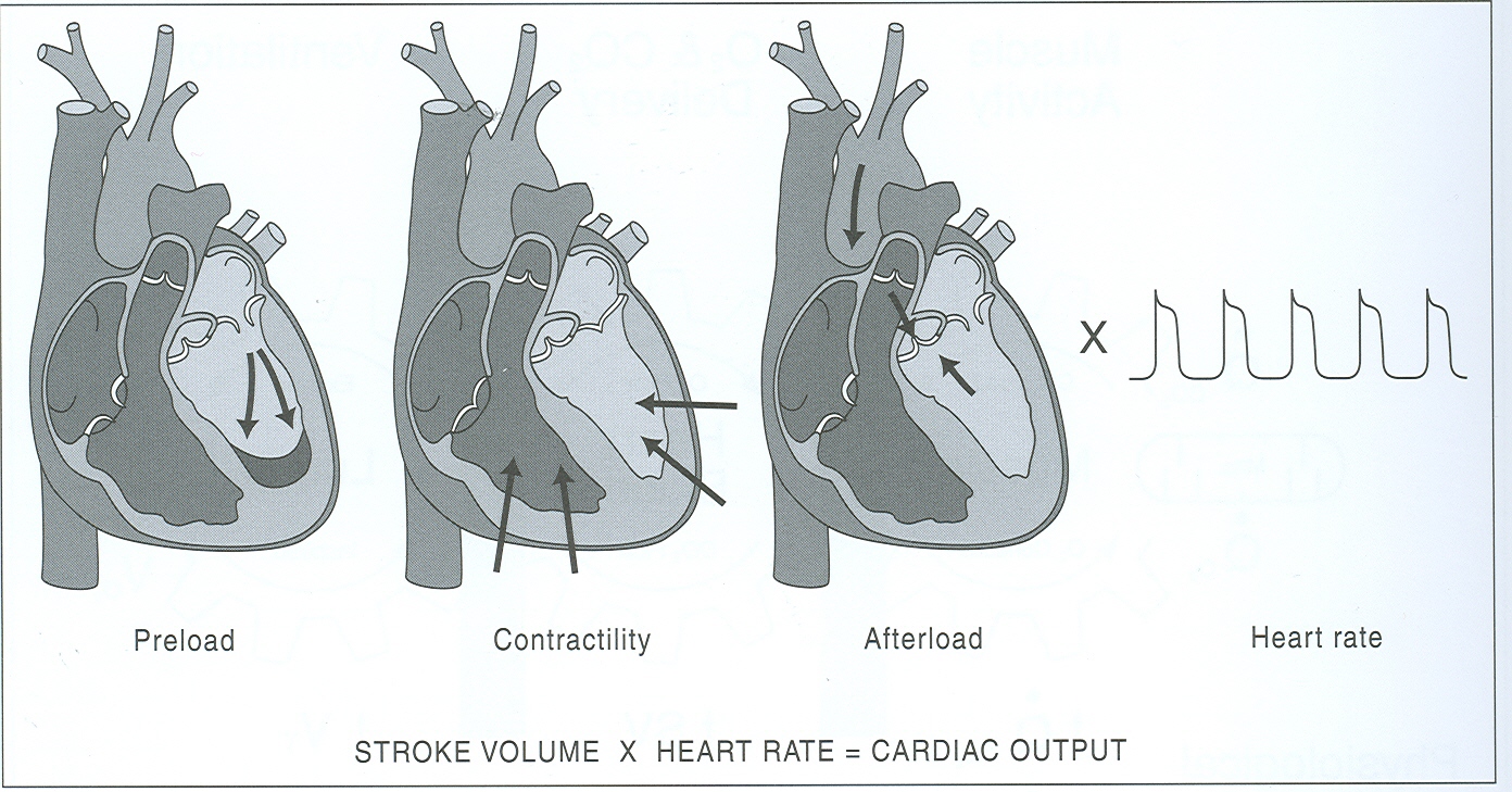 end systolic volume