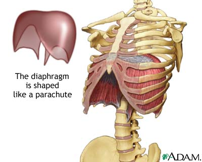 Dome Of Diaphragm