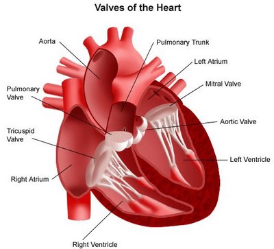 Rheumatic Heart Disease - symptoms and treatment