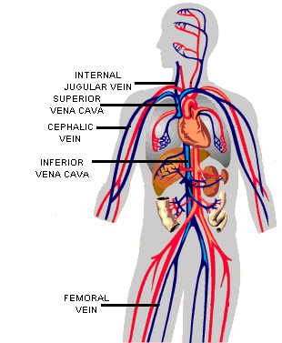 Pulmonary Vein Function